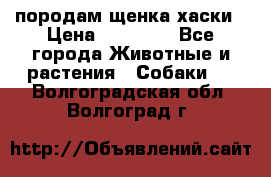 породам щенка хаски › Цена ­ 10 000 - Все города Животные и растения » Собаки   . Волгоградская обл.,Волгоград г.